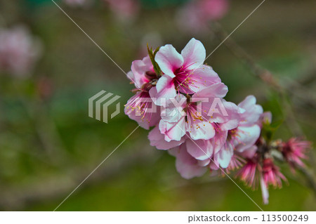 Enticed by almond blossoms and cheerfulness 113500249