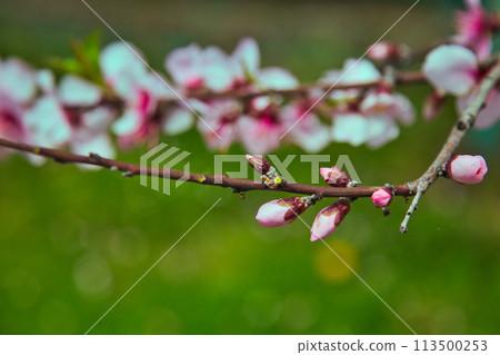 Enticed by almond blossoms and cheerfulness 113500253