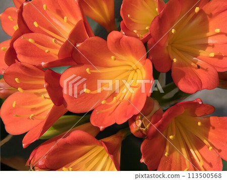 Blurred flowers in full bloom 113500568