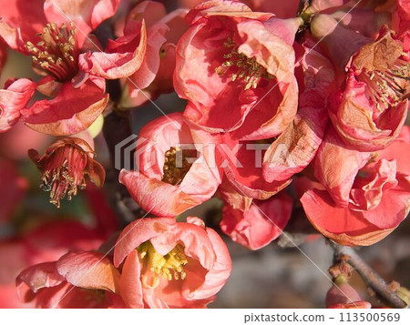 Overlapping Japanese quince flowers Overlapping Japanese quince flowers 113500569