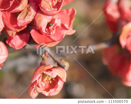 Japanese quince flowers blooming one after another Japanese quince flowers blooming one after another 113500570