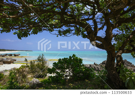 The sea seen from the shade of a tree 113500633