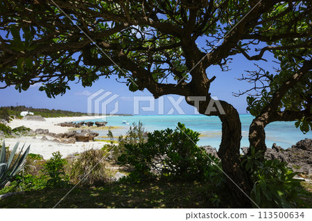 The sea seen from the shade of a tree 113500634