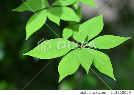 Young leaves of Kuro-moji (black letters) Young leaves of Kuro-moji (black letters) 113500639