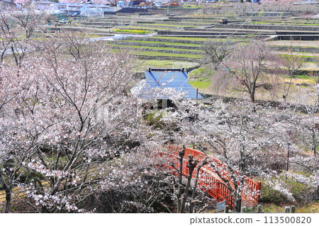 "Spring cherry blossoms and a red bridge" Hotarumibashi Park, Yamanashi Prefecture 113500820