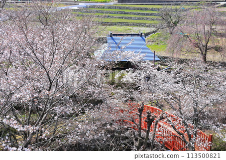 "Spring cherry blossoms and a red bridge" Hotarumibashi Park, Yamanashi Prefecture 113500821