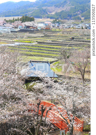 「春天的櫻花與紅橋」山梨郡螢海橋公園 113500827