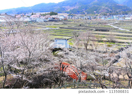 "Spring cherry blossoms and a red bridge" Hotarumibashi Park, Yamanashi Prefecture "Spring cherry blossoms and a red bridge" Hotarumibashi Park, Yamanashi Prefecture 113500831