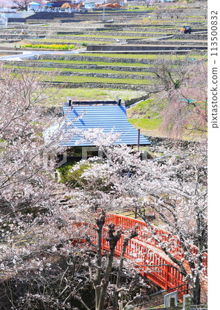 "Spring cherry blossoms and a red bridge" Hotarumibashi Park, Yamanashi Prefecture "Spring cherry blossoms and a red bridge" Hotarumibashi Park, Yamanashi Prefecture 113500832