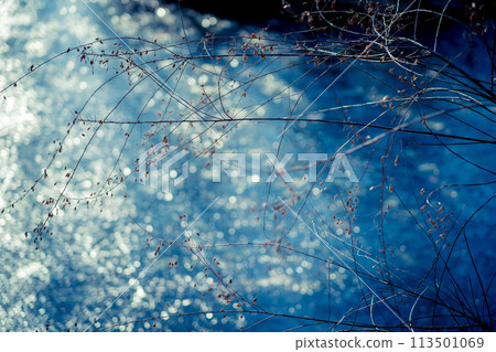 拍攝京都市西京區大原野神社小井澤池塘的冰凍冬景 拍攝京都市西京區大原野神社小井澤池塘的冰凍冬景 113501069