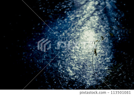 拍攝京都市西京區大原野神社小井澤池塘的冰凍冬景 拍攝京都市西京區大原野神社小井澤池塘的冰凍冬景 113501081