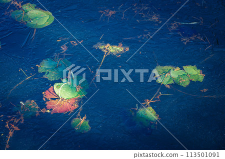 拍攝京都市西京區大原野神社小井澤池塘的冰凍冬景 113501091