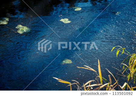 Photographing the frozen winter scenery of Koizawa Pond at Oharano Shrine in Nishikyo Ward, Kyoto City 113501092