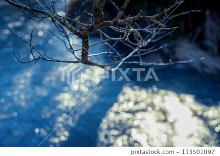 Photographing the frozen winter scenery of Koizawa Pond at Oharano Shrine in Nishikyo Ward, Kyoto City Photographing the frozen winter scenery of Koizawa Pond at Oharano Shrine in Nishikyo Ward, Kyoto City 113501097