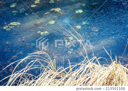 拍攝京都市西京區大原野神社小井澤池塘的冰凍冬景 拍攝京都市西京區大原野神社小井澤池塘的冰凍冬景 113501108