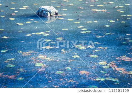 拍攝京都市西京區大原野神社小井澤池塘的冰凍冬景 113501109
