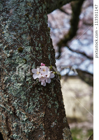 Cherry blossom scenery - Yoshinose River 113501147