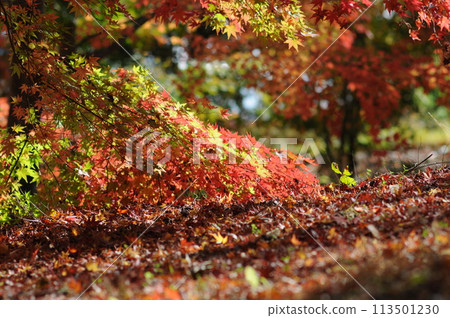 Autumn leaves 113501230