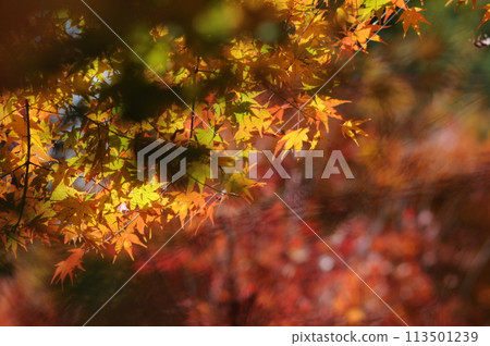 秋天的樹葉 113501239
