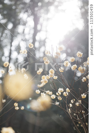 Mitsumata clusters in the forest 113501459