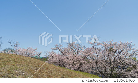 [千葉縣千葉市] 大覺寺山古墳和櫻花盛開的生濱公園 113501460