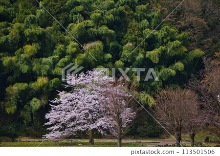一乘谷，西山興正寺遺址的春天到來 113501506