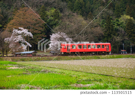Ichijodani, the arrival of spring at the ruins of Nishiyama Koshoji Temple Ichijodani, the arrival of spring at the ruins of Nishiyama Koshoji Temple 113501515