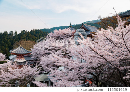 Great Buddha and cherry blossoms in full bloom Great Buddha and cherry blossoms in full bloom 113501619