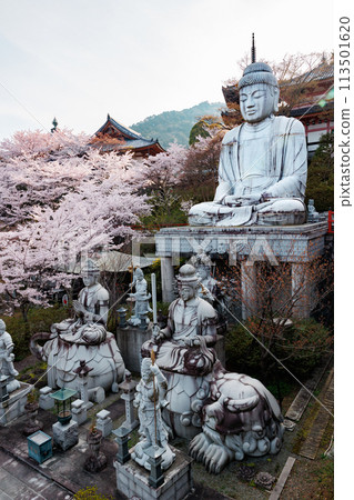 Great Buddha and cherry blossoms in full bloom Great Buddha and cherry blossoms in full bloom 113501620