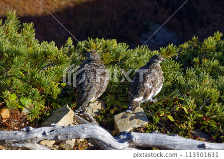 Ptarmigan on the ridge of Mount Senjo in the Southern Alps 113501631