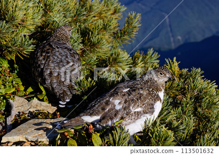 Ptarmigan on the ridge of Mount Senjo in the Southern Alps 113501632