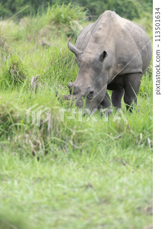 rhino in Uganda 113501634