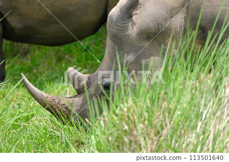 rhino in Uganda rhino in Uganda 113501640