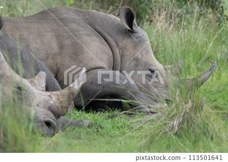 rhino in Uganda rhino in Uganda 113501641