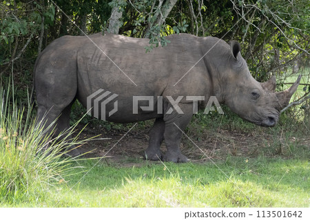 rhino in Uganda 113501642