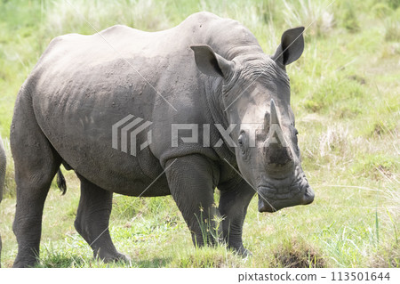 rhino in Uganda 113501644