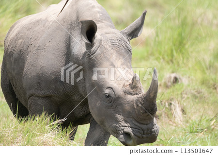 rhino in Uganda 113501647