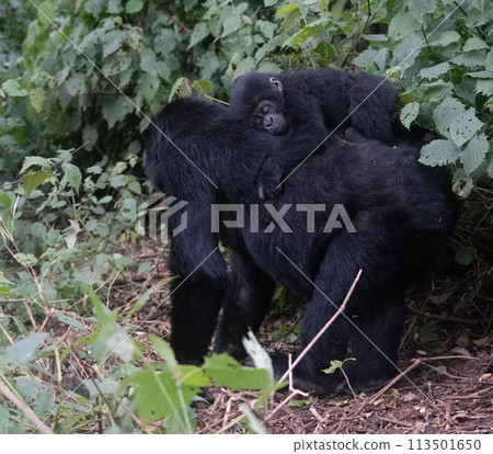 silverback Mountain Gorilla, Uganda silverback Mountain Gorilla, Uganda 113501650