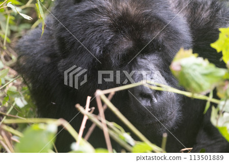 silverback Mountain Gorilla, Uganda 113501889
