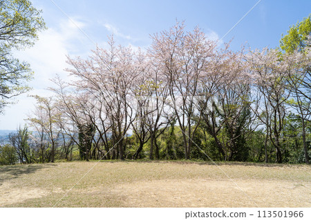Kibizakura cherry blossoms can be seen at Kibi-Nakayama Square (Okayama City, Okayama Prefecture) 113501966
