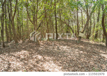The summit of Mt. Kibi-Nakayama (Okayama City, Okayama Prefecture) 113501970