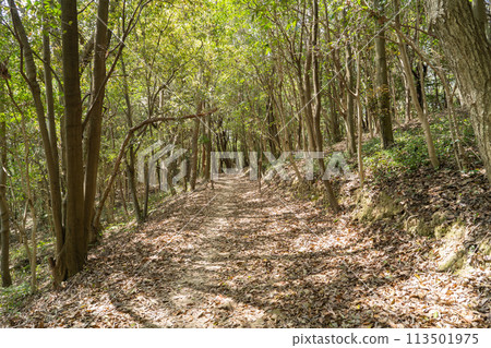 龍王山登山道（岡山縣岡山市） 113501975