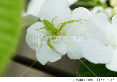 花上的若花雲 113502037
