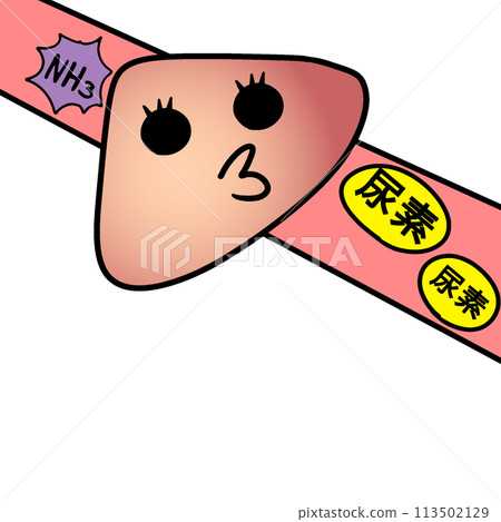 Ammonia and the Liver ① Ammonia and the Liver ① 113502129