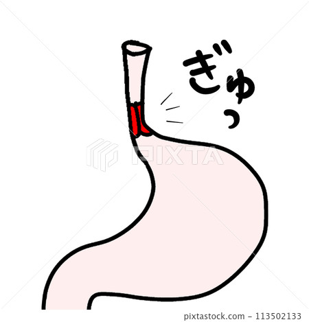 sphincter 113502133