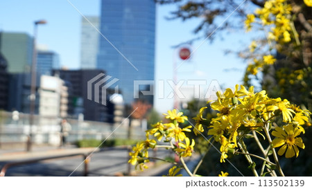 Flowers and buildings Flowers and buildings 113502139