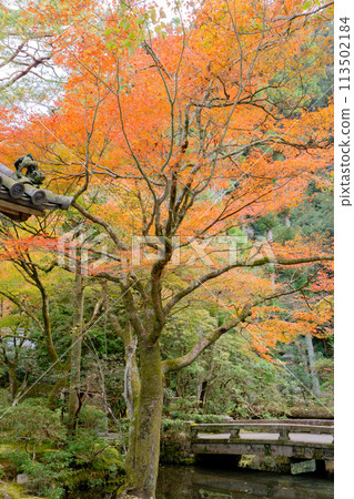 京都市左京區東山法念院內的紅葉 京都市左京區東山法念院內的紅葉 113502184