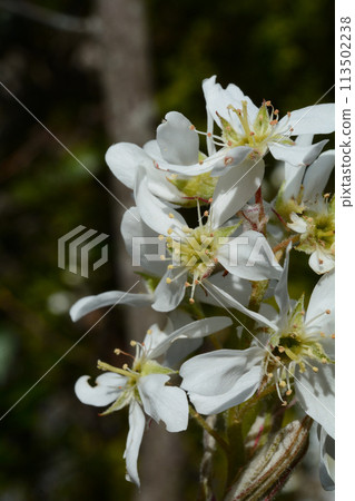 White flowers that bloom in spring: Juneberries White flowers that bloom in spring: Juneberries 113502238