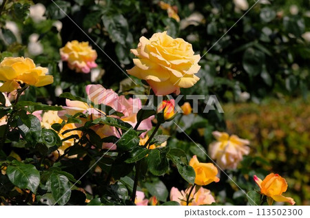 盛開的玫瑰藤片 113502300