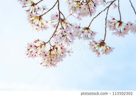 溫柔的櫻花映襯著春天的天空 113502302